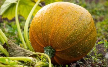 Beginner's Guide to Starting a Vegetable Garden