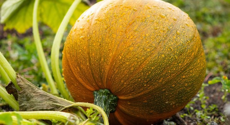Beginner's Guide to Starting a Vegetable Garden