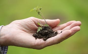 How to Grow Coriander in Containers: A Complete Beginner’s Guide
