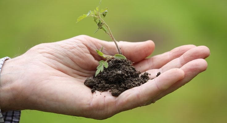 How to Grow Coriander in Containers: A Complete Beginner’s Guide