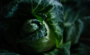 How to Grow Cucumbers Successfully: A Complete Beginner’s Guide
