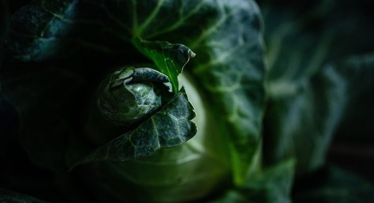 How to Grow Cucumbers Successfully: A Complete Beginner’s Guide