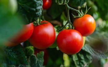 How to Grow Chillies in Pots: A Complete Beginner’s Guide