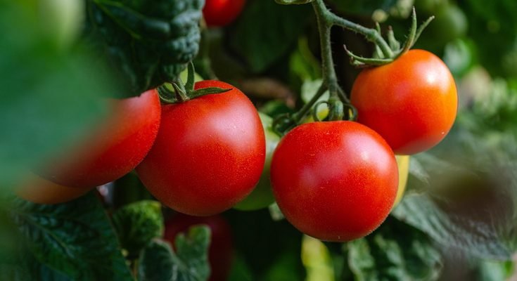 How to Grow Chillies in Pots: A Complete Beginner’s Guide