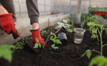 How to Grow Mint at Home: A Complete Beginner’s Guide