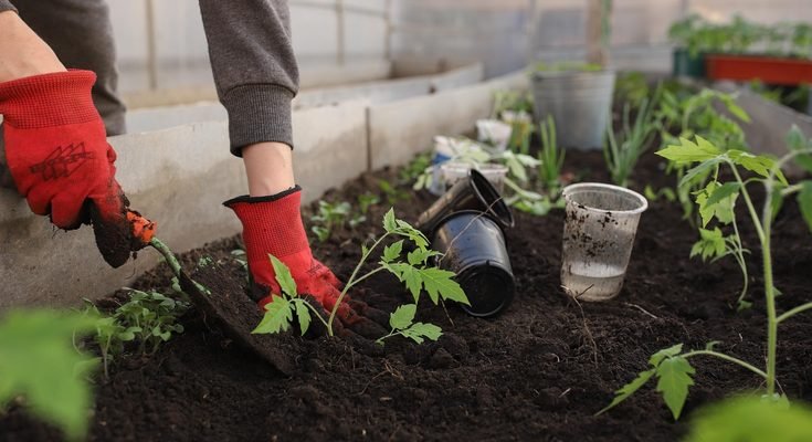 How to Grow Mint at Home: A Complete Beginner’s Guide