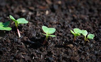Best Vegetables for Container Gardening