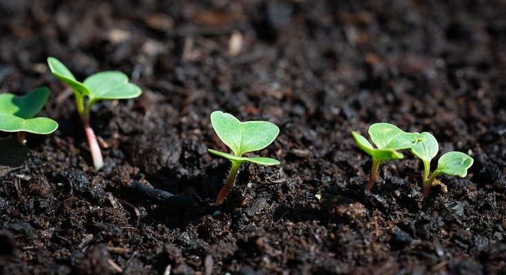 Best Vegetables for Container Gardening