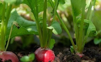 How to Grow Radishes in Your Garden: A Complete Beginner’s Guide