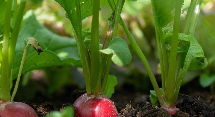 How to Grow Radishes in Your Garden: A Complete Beginner’s Guide
